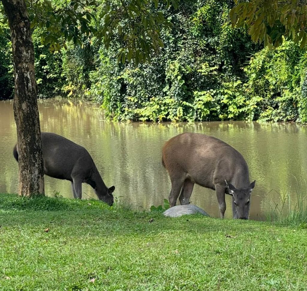 Khao Yai National Park Camping Ground Deers